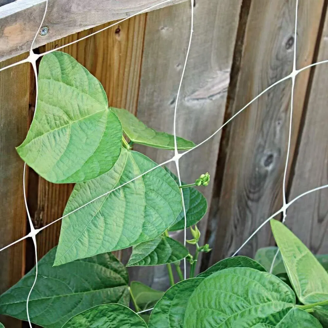 Modular Plant Trellis Panels That Interconnect to Create Custom Sized Growing Areas