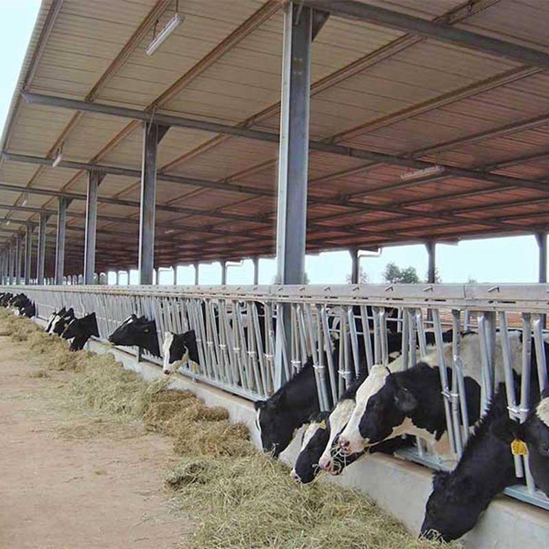 H Beam Factory Supplies Steel Structure Cow Shed/Dairy Farm Shed