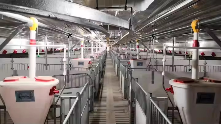 Prefab Steel Structure Poultry Farm Automatic Breeding Chicken Layer Battery Cage Light Cow Cattle Pig Barn Shed Welding Cutting