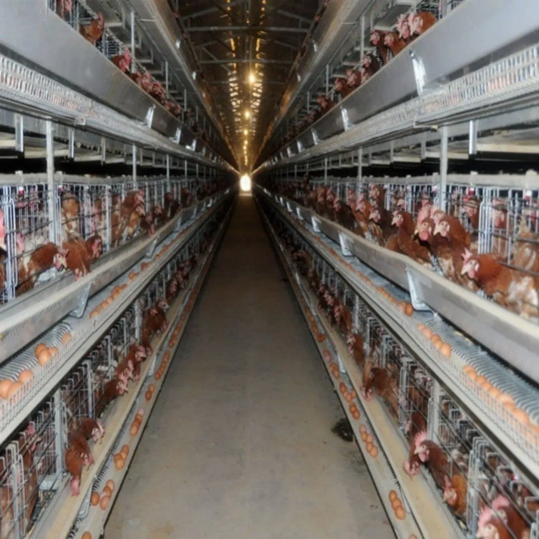 Poultry Equipment H Type Broiler Cage with Manure Drying System