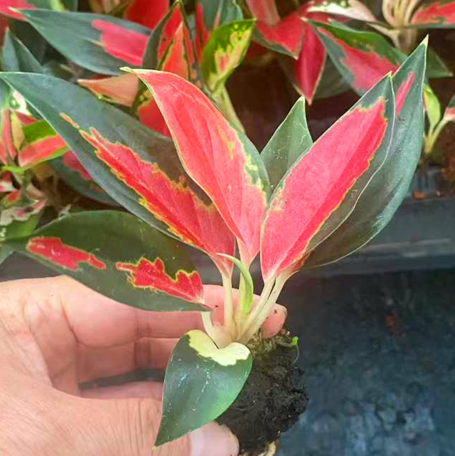 Aglaonema Red Star Live Plants Garden Ornamental Indoor Plants Seedling