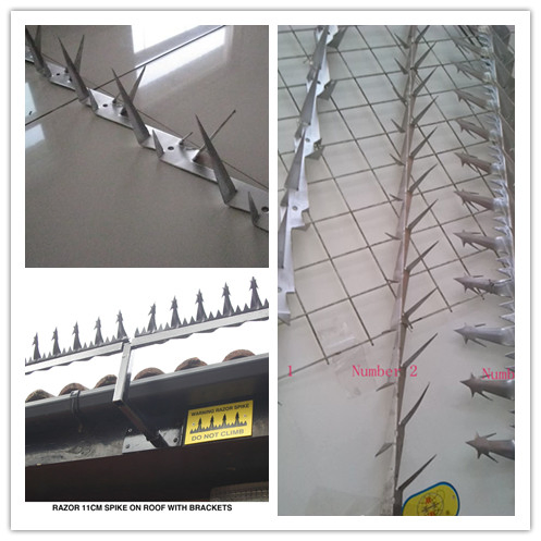 Anti-Climed Razor Spikes/ Wall Spike