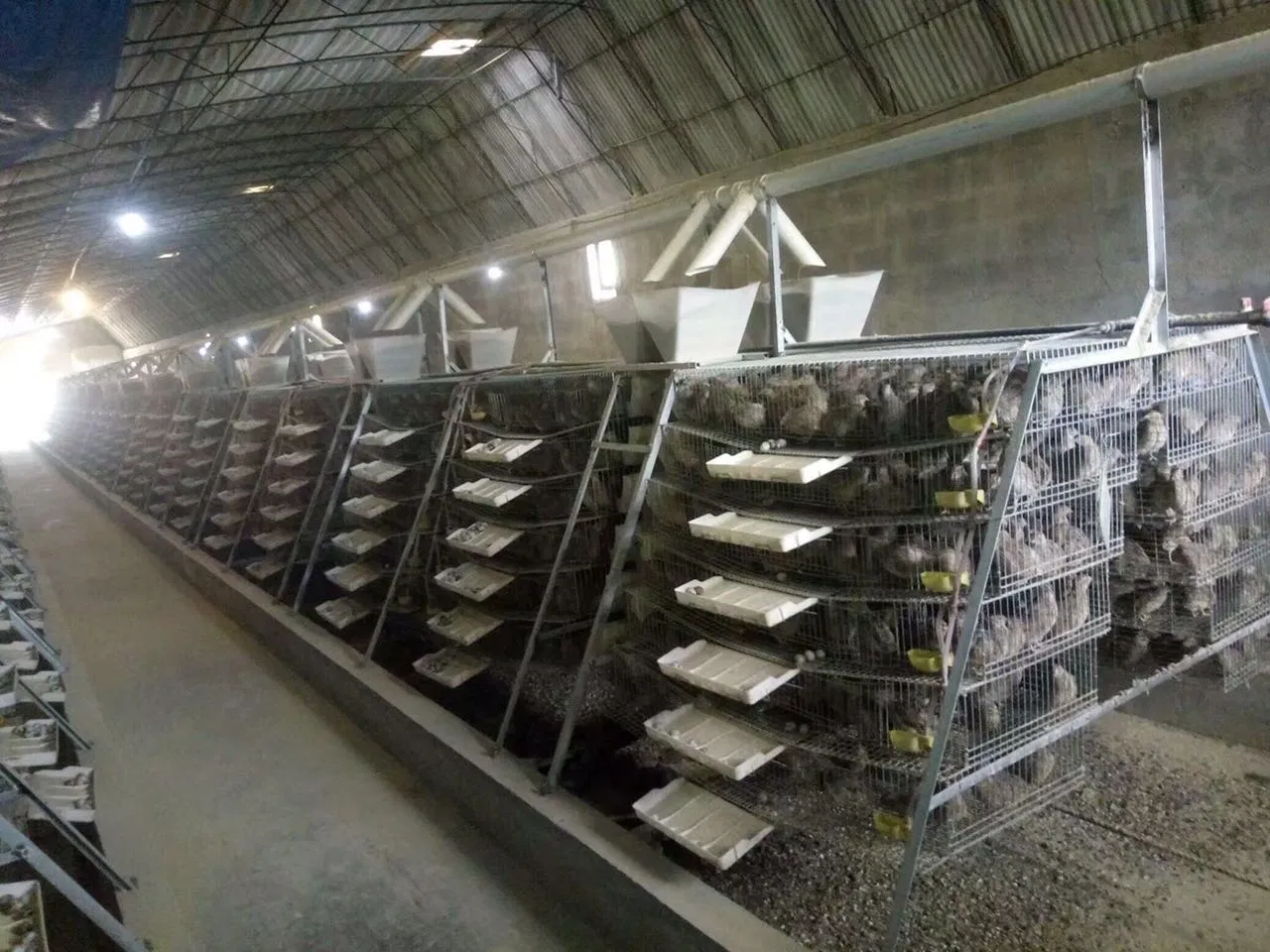 Easily Installation Low Price Prefab Poultry Farm Chicken House