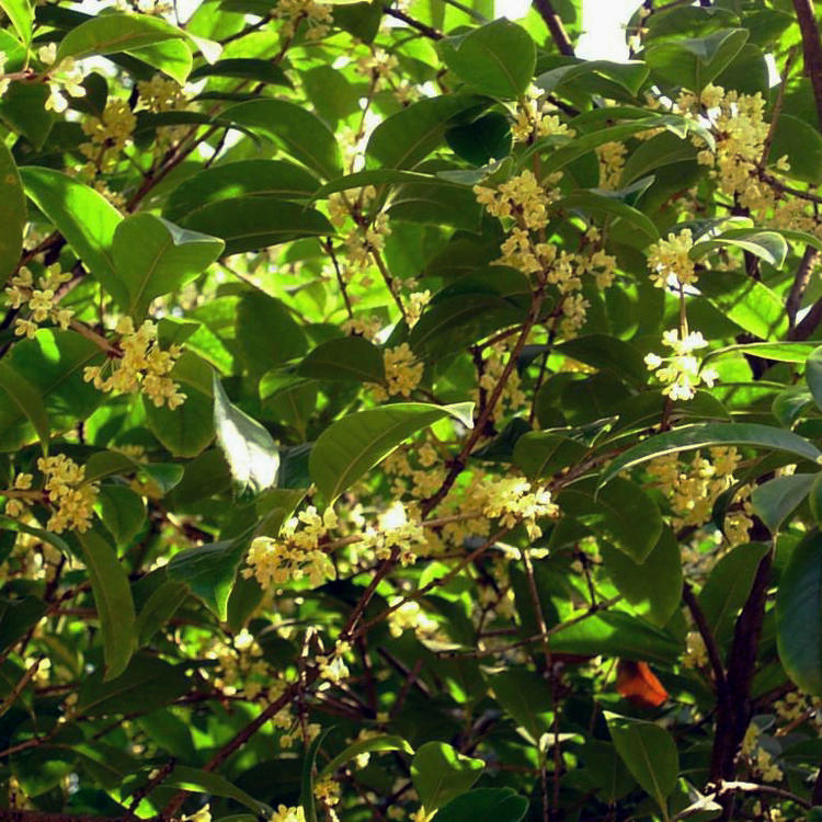 Hot Sell Different Size Golden Yellow Flower Chinese Osmanthus Fragrans Seedling