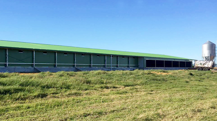 Durable and Cheap Poultry Chicken Farm Equipment with Factory Design