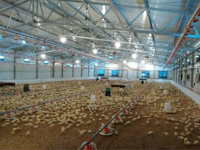 Prefabricated Modern Farmhouse Commercial Broiler House Meat Chicken Coop Supply Poultry Farm Near Me