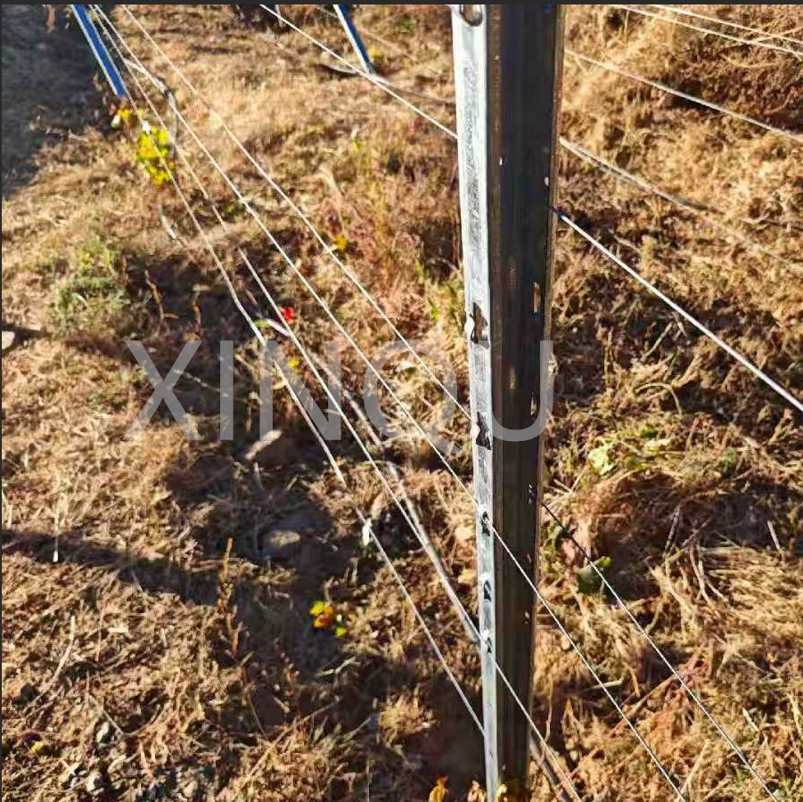 Easy to Use Hot DIP Galvanized Grape Vine Post Vineyard Poles for Vineyard Trellis Systems