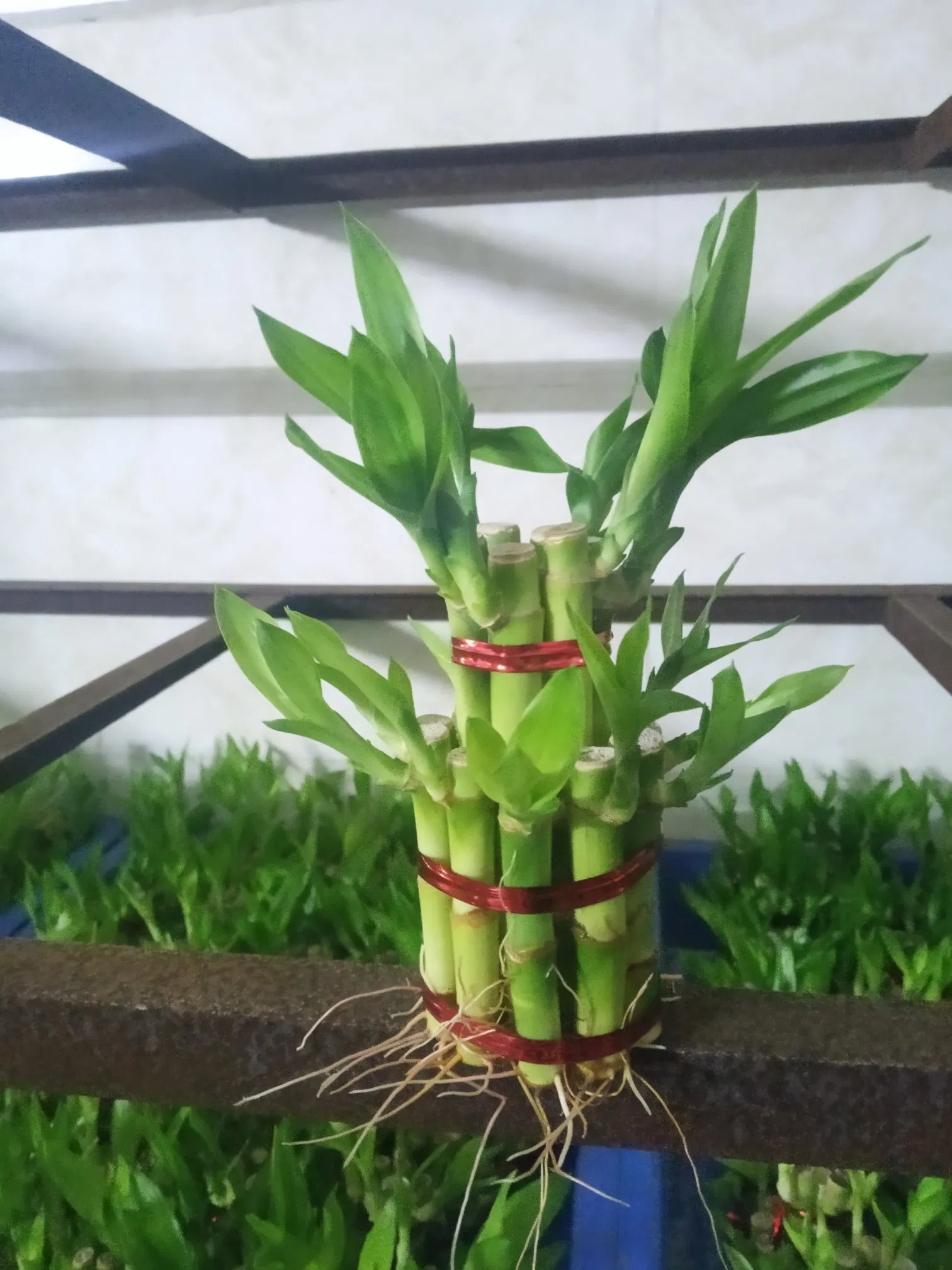 China Lucky Bamboo Supplier Live Plants Good Quality Bamboo Material