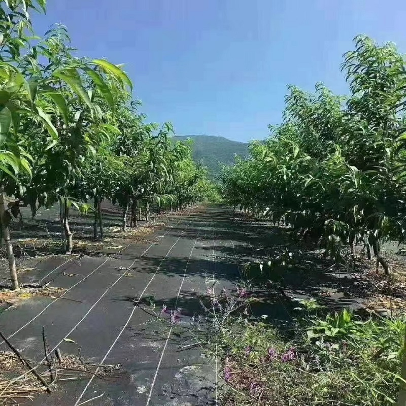 Durable Non-Woven Grass Proof Geotextile for Agriculture Needs