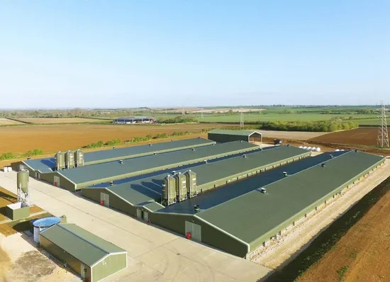 Automatic Feeding System Broiler Chicken House