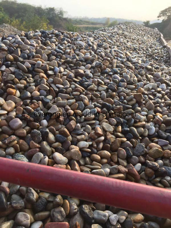 Natural Multi-Colors Oval Pebble Stone for Paving Garden