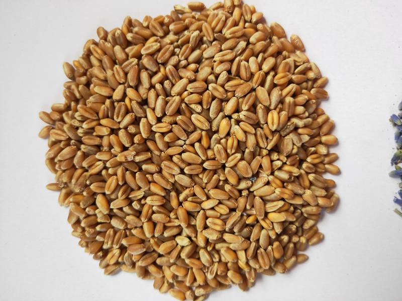 Knit Fox Cover with Heat Pack