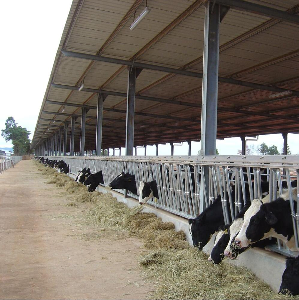 Dairy Cow Farm Construction with Bolt Connecting Light Weight Steel Structure
