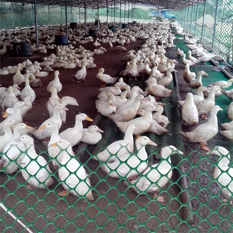 Best Price Green Plastic Flat Mesh Rigid Plastic Mesh/Food Grade Plastic Net