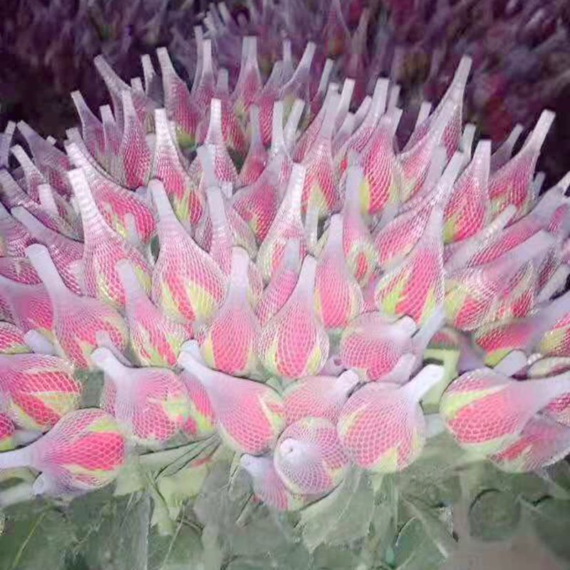 Защитная сетка для бутонов роз