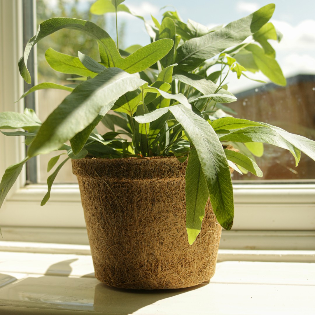 Волокно кокосовое натуральное для растений