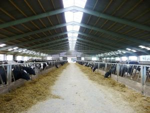 Light Steel Structure Domestic Animal House Prefabricated Poultry House Shed