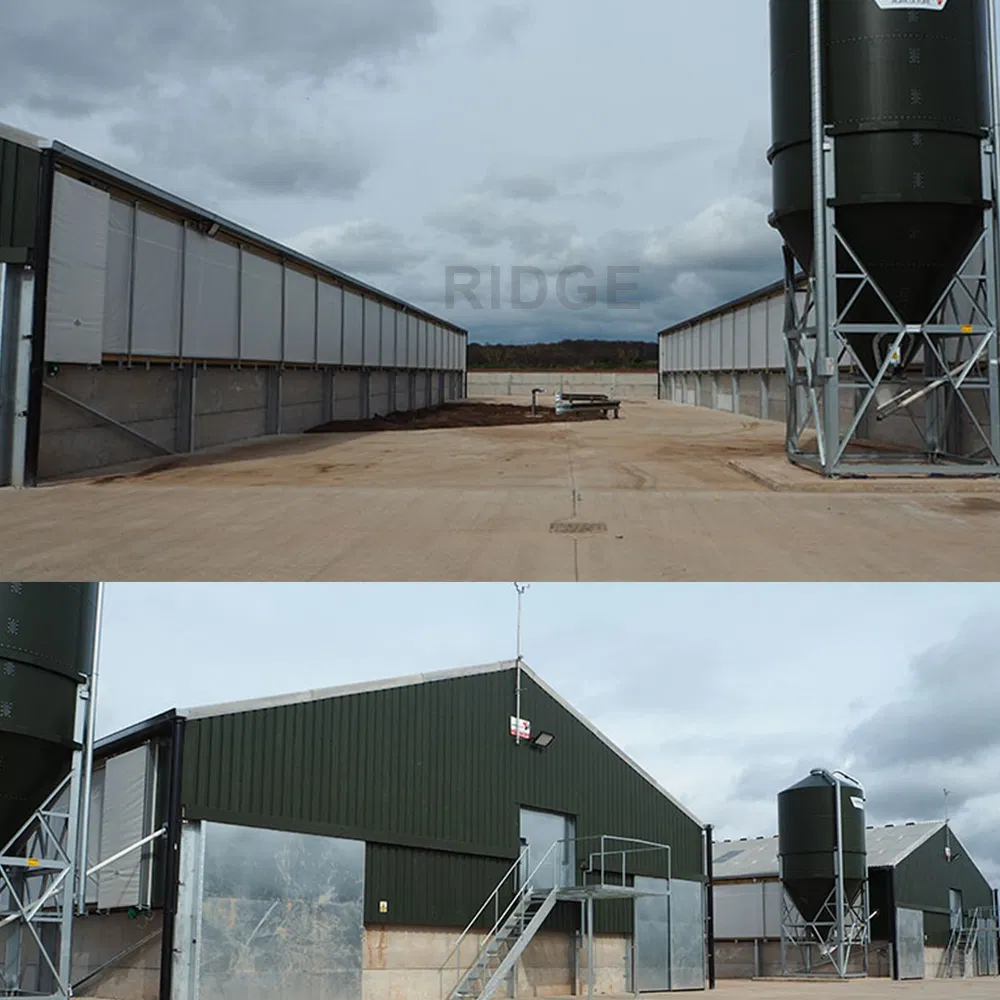 Design Egg Layer Battery Chicken Cage System Prefabricated Steel Structure Poultry Farm House