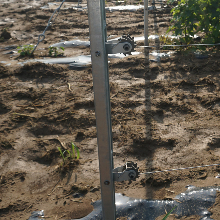 Easy to Install Hot DIP Galvanized Grape Vine Post for Vineyard Trellis Systems/Steel Fence Post Vineyard Poles for Orchard