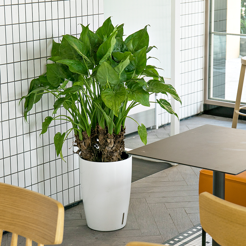 Горшки садовые пластиковые с автополивом