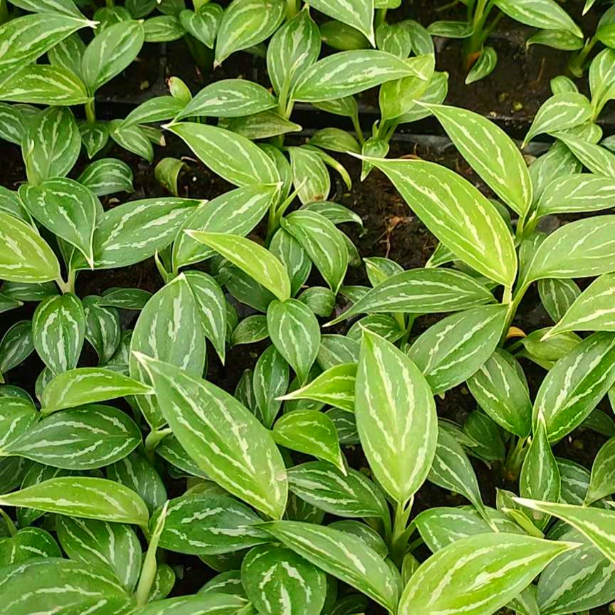 Aglaonema Seedling Young Plant Aglaonema Tissue Culture Plant Wholesale Nursery