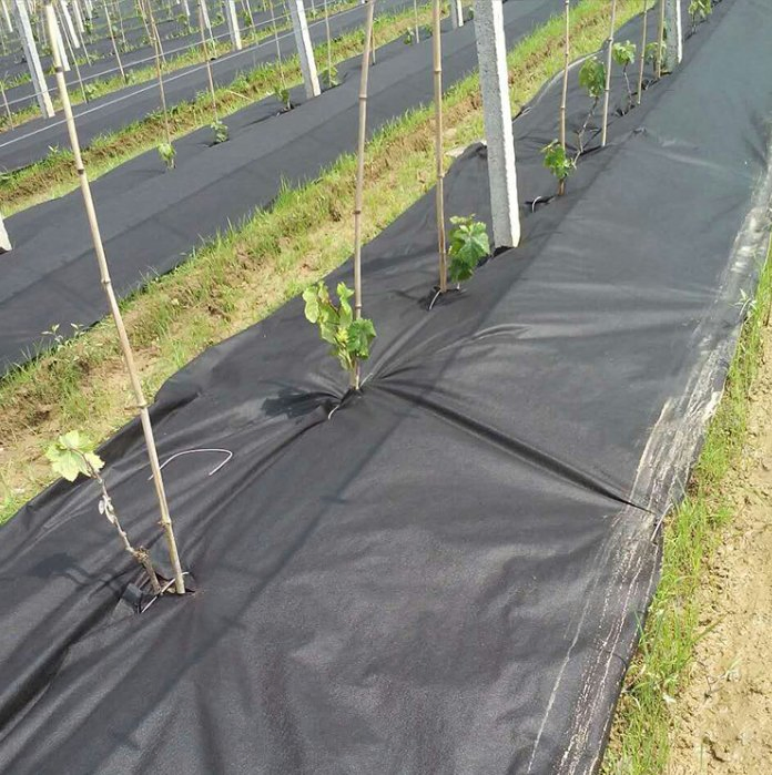 Biodegrable Agriculture PP Spunbond Non Woven Fabric for Plant Cover