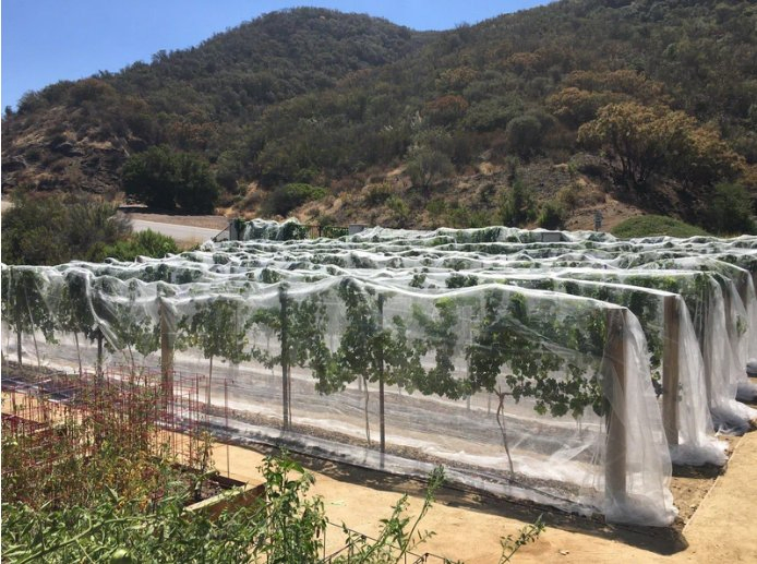 High Strength UV Stabilized HDPE Hail Netting for Orchard & Vineyard Canopy Protection