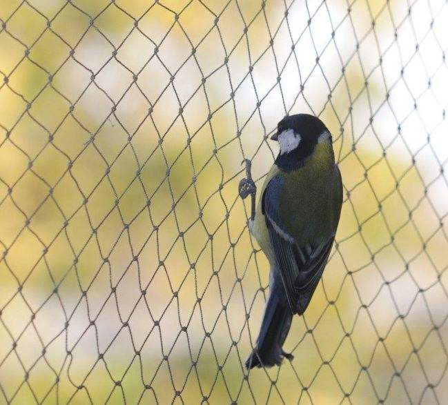 Durable HDPE Bird Protection Net – 15X15mm Diamond Mesh 30-90GSM