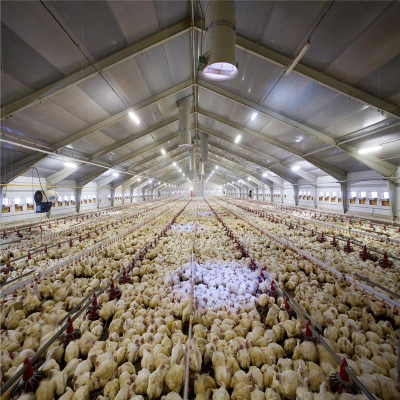Portable Building Steel Structure Boiler Chicken Poultry Farm House