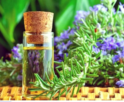 China Factory Wholesale Natural Organic Thyme Essential Oil