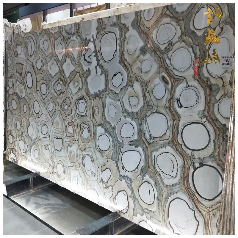 Brazilian Exotic Fossil Velours Quartzite Slabs for Countertops and Walls