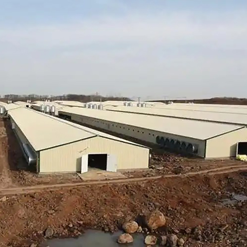 Ventilated Design Steel Structure Automatic Poultry Farm Chicken House