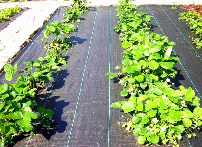 Grass-Proof Cloth Orchard Weeding Cloth Weeding PP Ground Cover Weed Mat