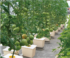 Wholesale 11 Liter Hydroponic Planting Pots Dutch Bato Bucket System