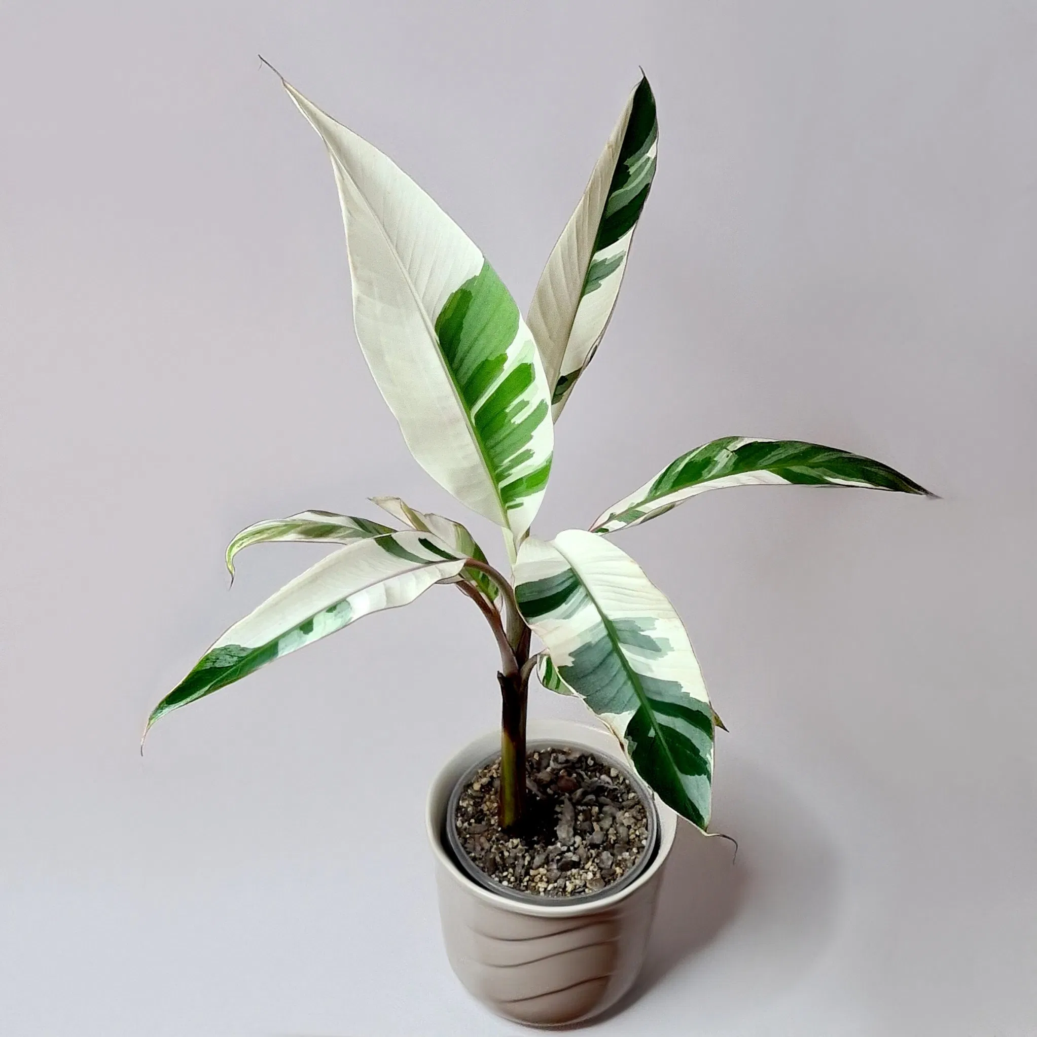 Real Plants Musa Aeae Indoor Plants Wholesale