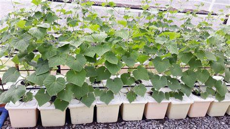 Hot Sale Top Quality Vertical Hydroponic System Dutch Bucket Dwc Hydroponic System