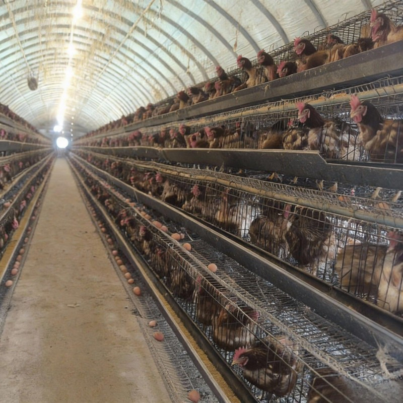 Xyss Wallboard Steel Building Chicken Coop/Farmhouse/Steel Structure Building/Farmhouse/Cattle Shed