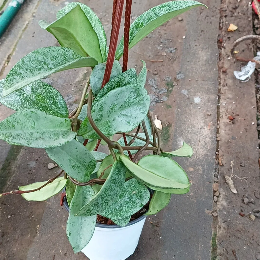 Hoya Carnosa Nova Ghost Live Plants Flower Gardening Indoor Plant Wholesale Nursery
