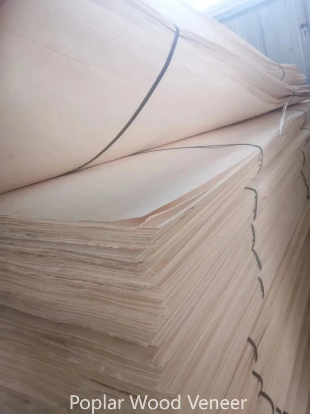 Rotary Cut Natural Veneer Wood Thickness 0.30mm Bleached Poplar Veneer