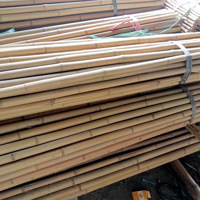 Tonkin Bamboo Poles for Agricultural Use to Support Plants Grow