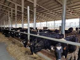 Prefabricated Building Steel House Layer Cages Egg Chicken Poultry House Poultry Farm Equipment Chicken Farming Poultry Building