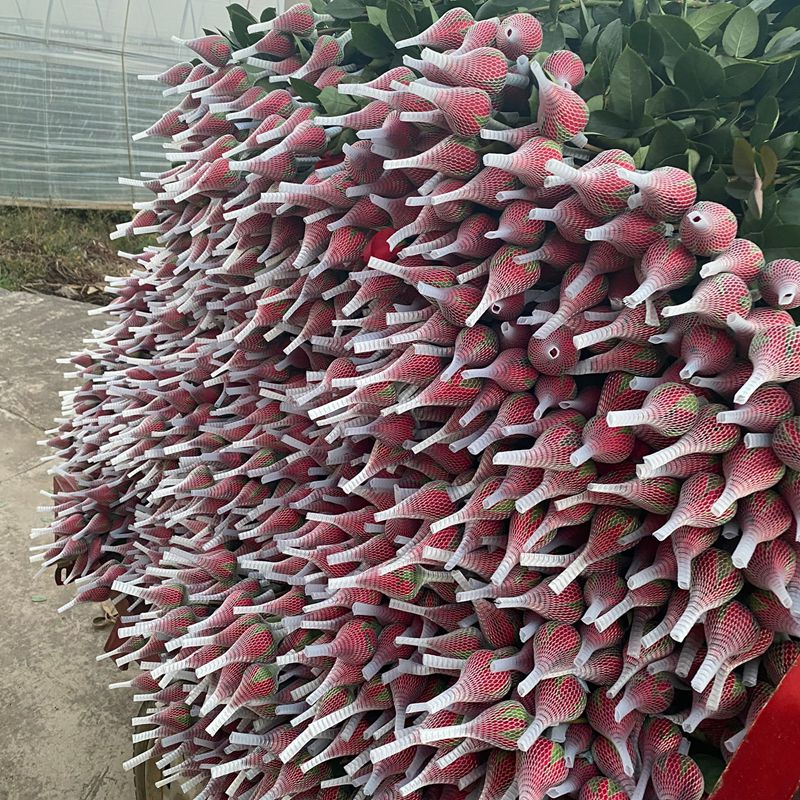 Защитная сетка для бутонов роз