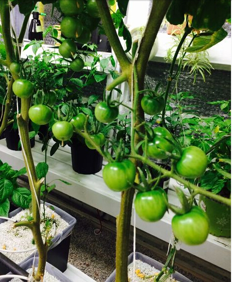 Hydroponic Vegetable Growing Dutch Bucket System