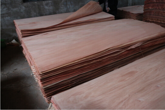 Parinari Corymbosa-Plb for Indian Market