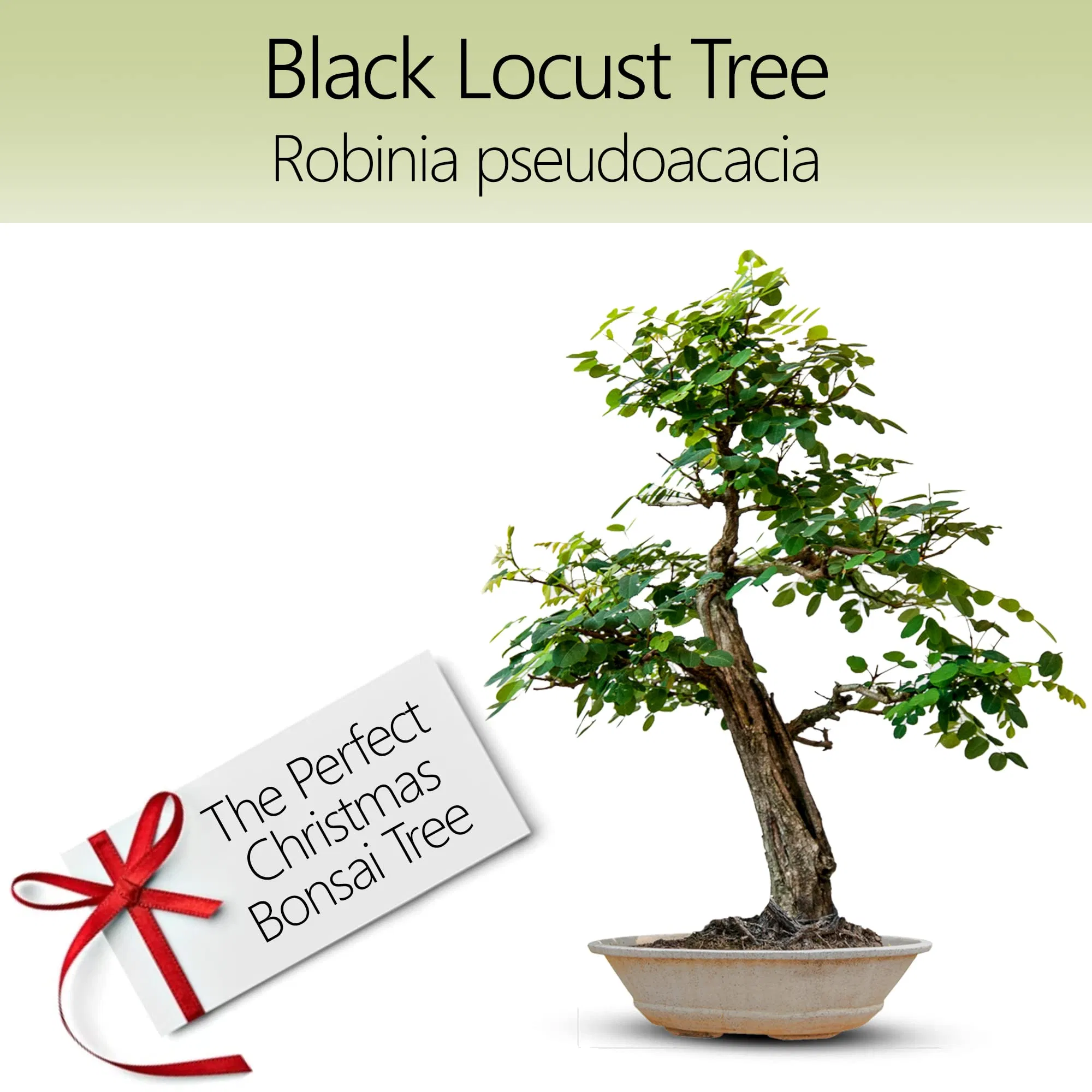 Bonsai Starter Kit W/Seeds Locust Bonsai Tree Complete Indoor Starter Kit for Growing Plants with Bonsai Seeds Tools Planters Gardening Gifts for Woman