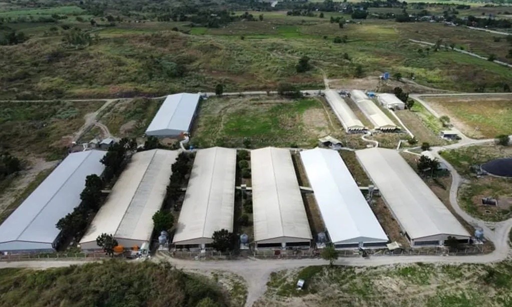 Automatic Feeding System Broiler Chicken House
