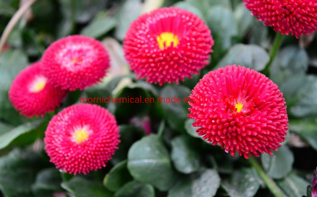 Aster Seeds with Double Petal for Garden Planting