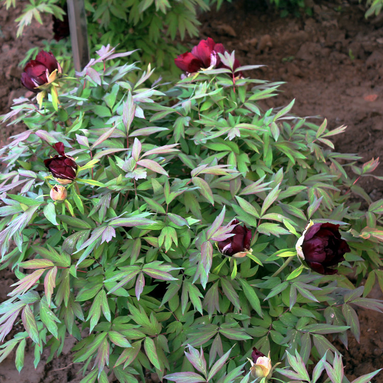 Different Size Black Color Big Flower Chinese Tree Peony Wu Jin Yao Hui