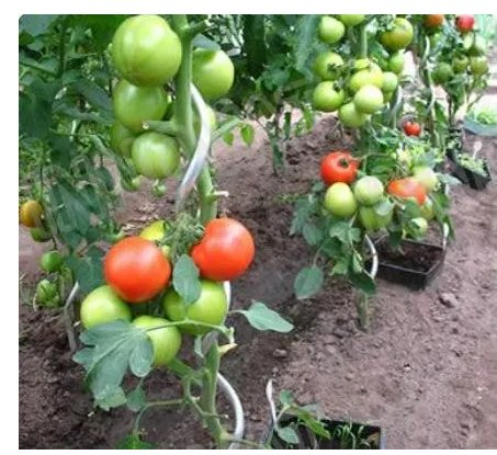 Factory 5.0mm Galvanized Tomato Spiral Support Wire Good Quality Pictures & Photosfactory 5.0mm Galvanized Tomato Spiral Support Wire