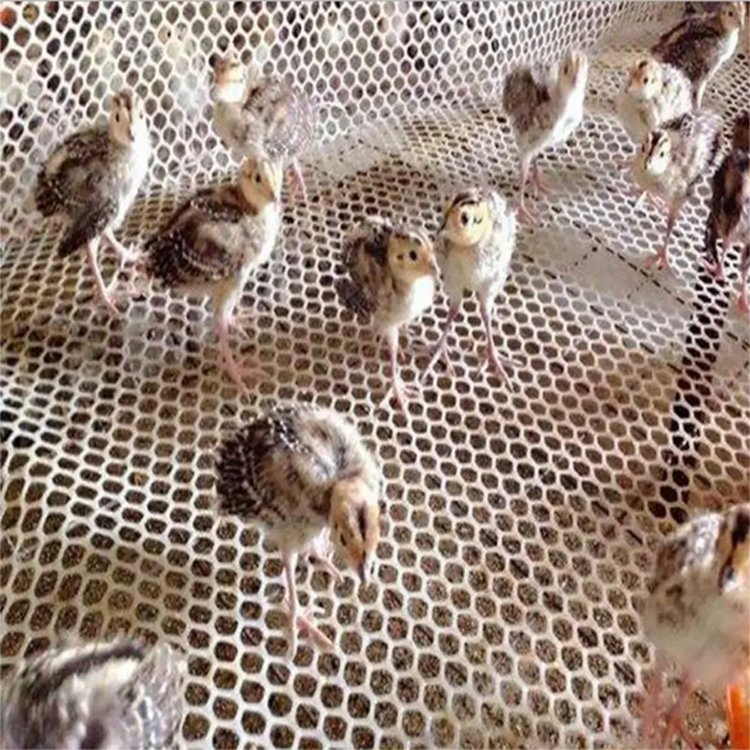 100% HDPE Factory Price Hot Sale White Colour Plastic Square Mesh Flat Netting Hard Plastic Mesh